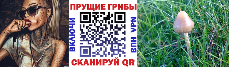 Галлюциногенные грибы GOLDEN TEACHER где продают Белая Калитва