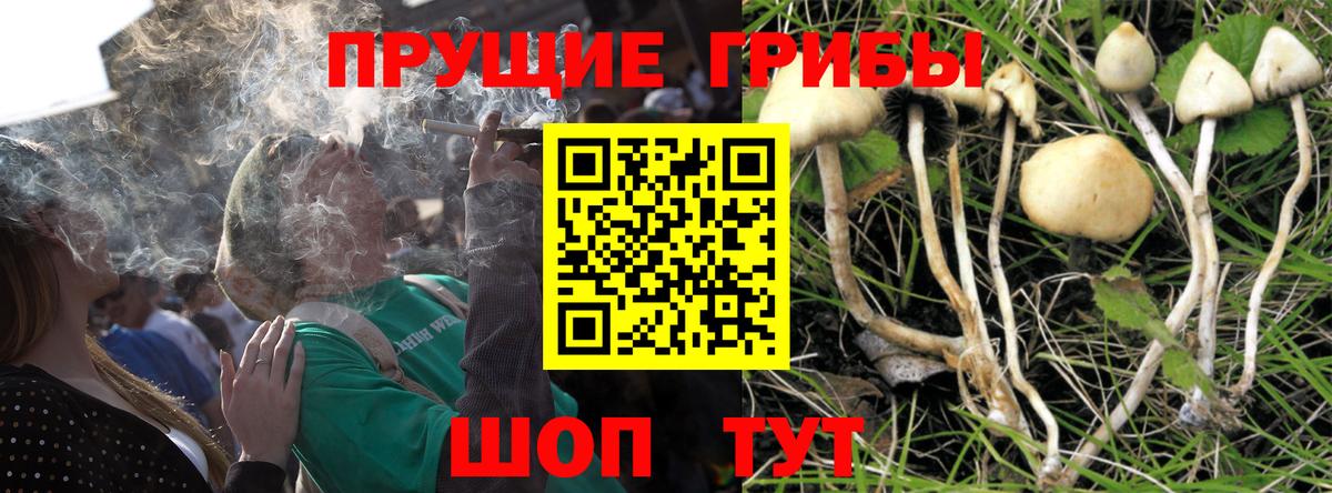 Галлюциногенные грибы Psilocybine cubensis Белая Калитва